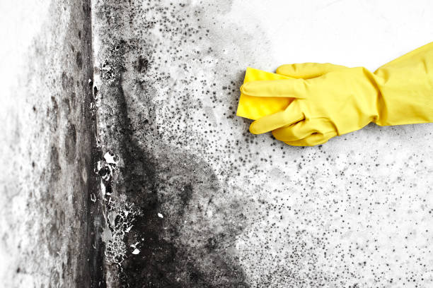 Best Same-Day Mold Removal  in Ashland, NJ