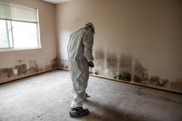 Best Mold Removal Near Me  in Ashland, NJ