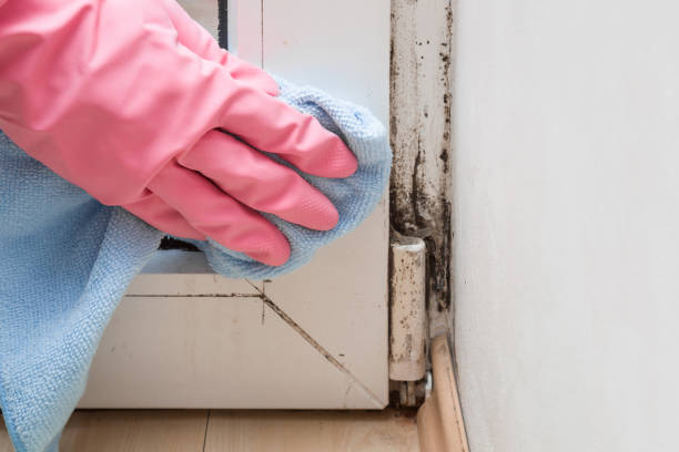 Best Emergency Mold Removal  in Ashland, NJ