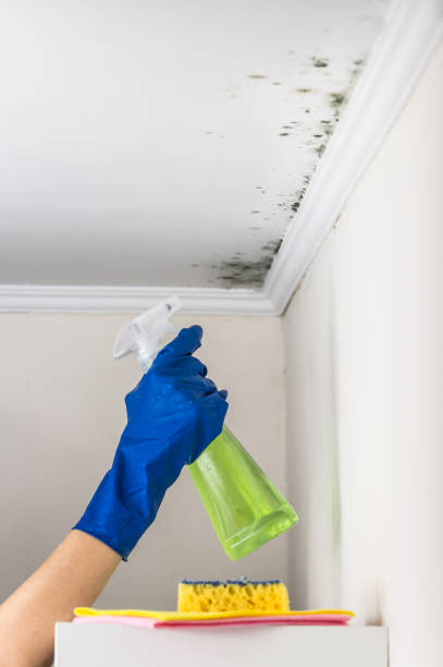 Best Mold Testing  in Ashland, NJ